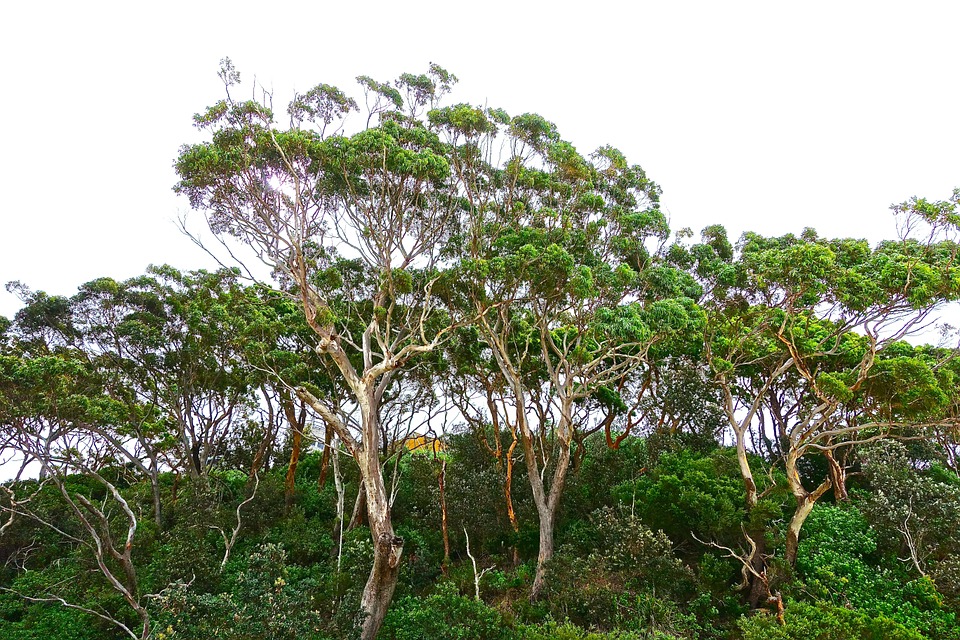 Eukalyptus træ